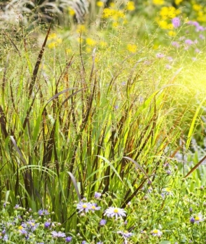 Panicum virgatum 'Purple Haze'