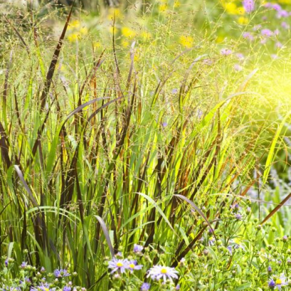 Panicum virgatum 'Purple Haze'