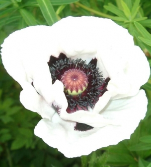 Papaver orientale 'Royal Wedding'