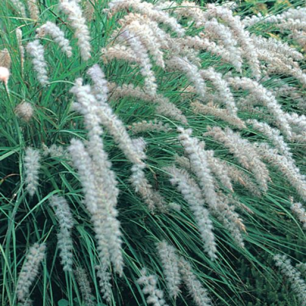 Pennisetum orientale AGM