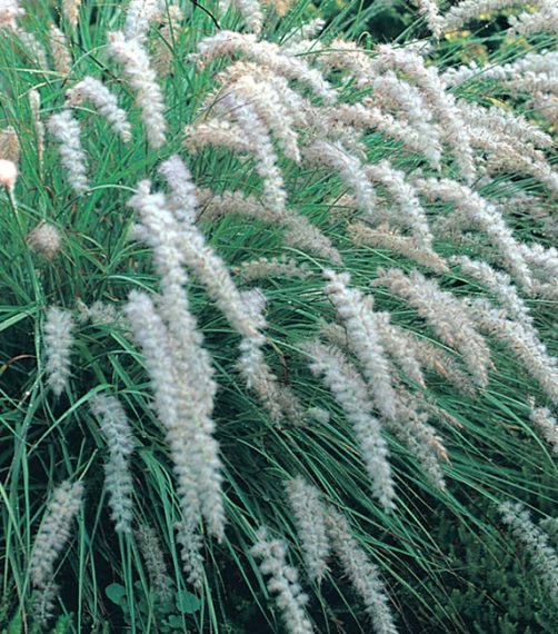 Pennisetum orientale AGM