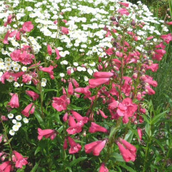 Penstemon 'Rubicundus' AGM