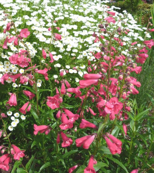 Penstemon 'Rubicundus' AGM