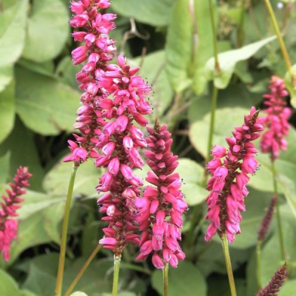 Persicaria amplexicaulis 'Firetail'