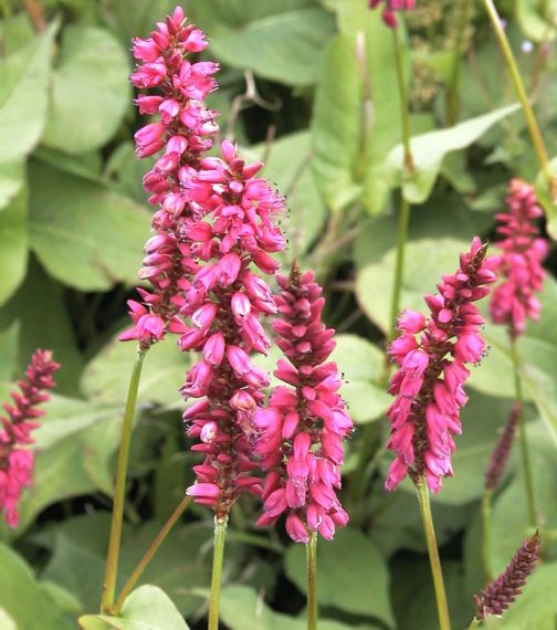 Persicaria amplexicaulis 'Firetail'