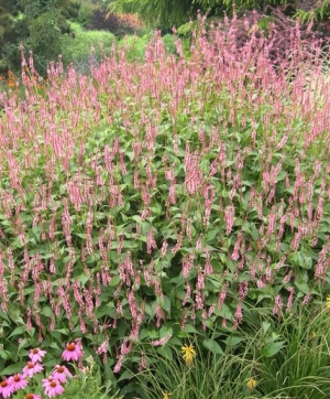 Persicaria amplexicaulis 'Pink Knot'