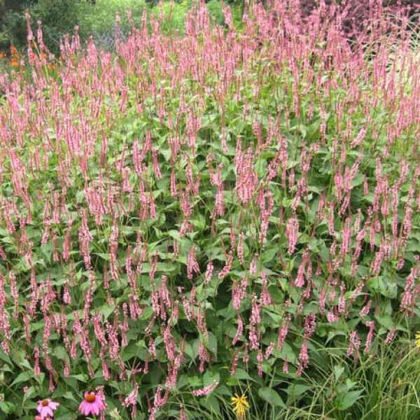 Persicaria amplexicaulis 'Pink Knot'