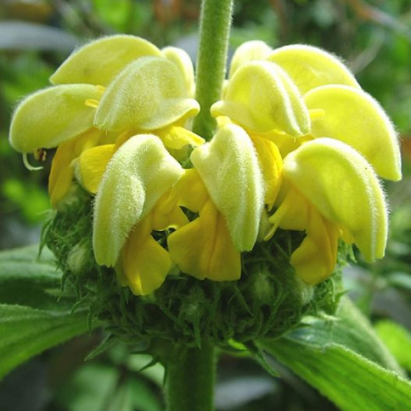 Phlomis russeliana AGM