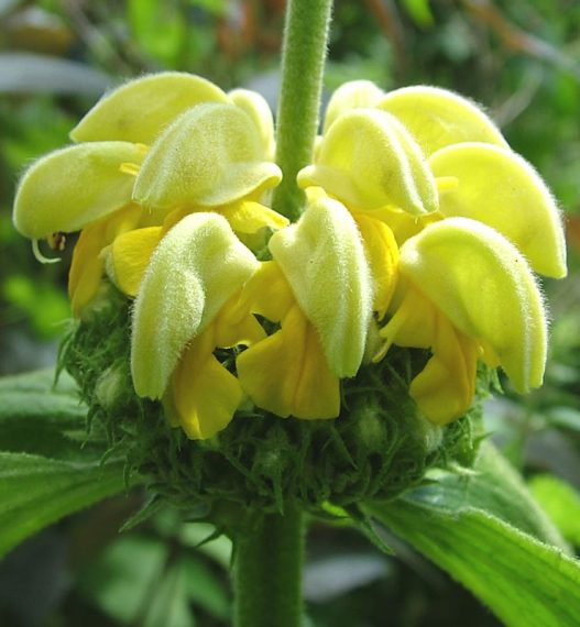 Phlomis russeliana AGM