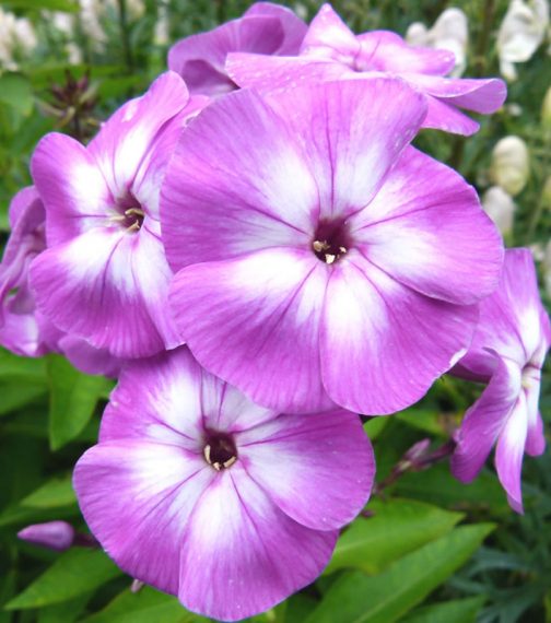 Phlox paniculata 'Laura'