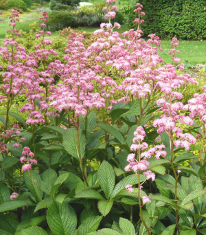 Rodgersia 'Blickfang' AGM