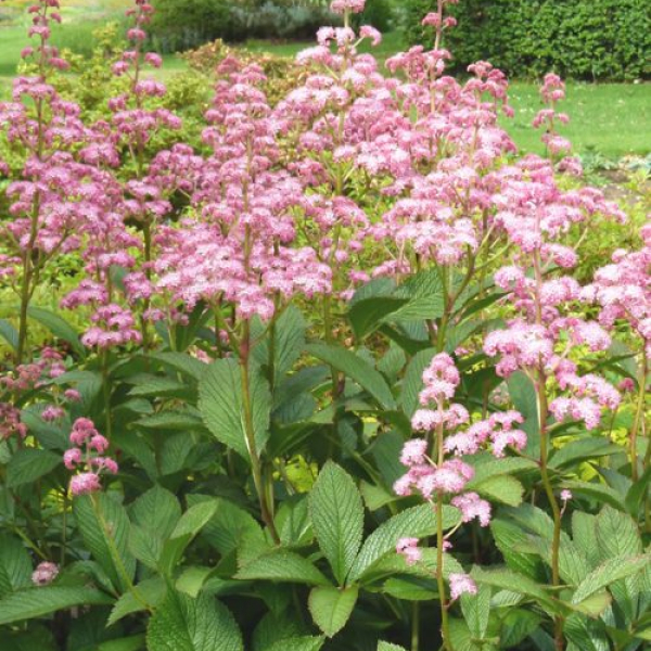 Rodgersia 'Blickfang' AGM