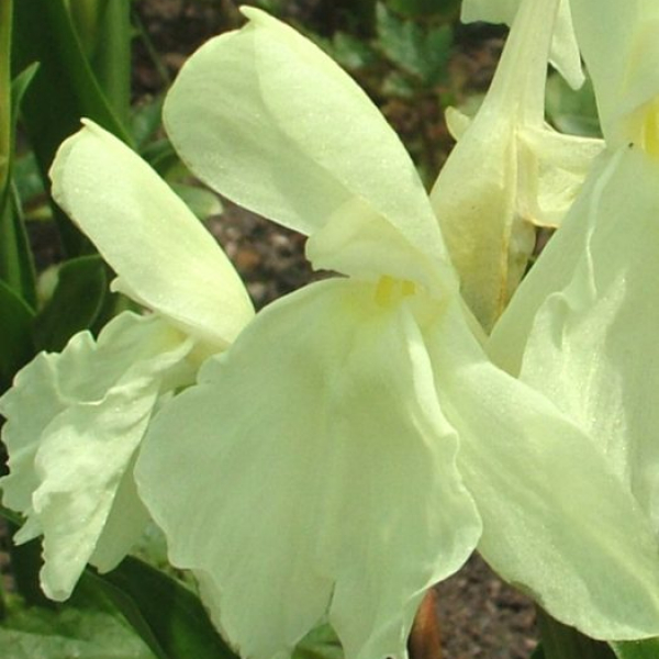 Roscoea c. 'Kew Beauty' AGM