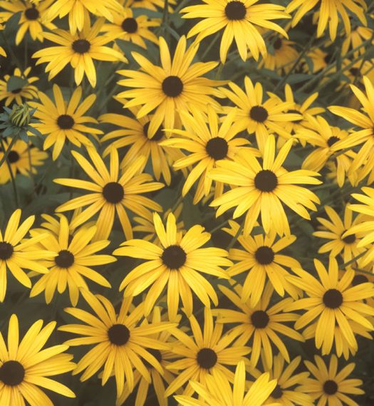Rudbeckia fulgida var. deamii AGM