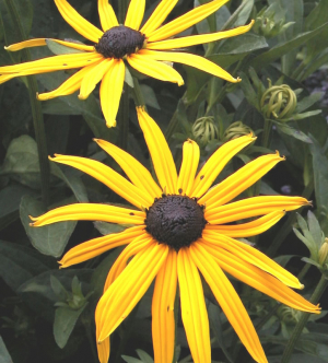 Rudbeckia fulgida var. s. 'Goldsturm' AGM