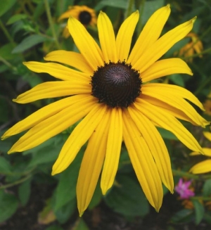 Rudbeckia subtomentosa