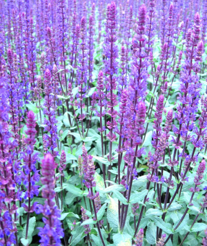 Salvia nemorosa 'Caradonna' AGM