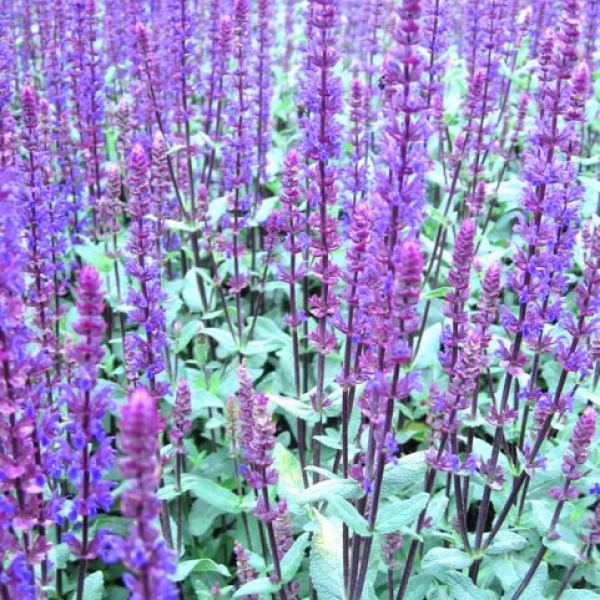 Salvia nemorosa 'Caradonna' AGM