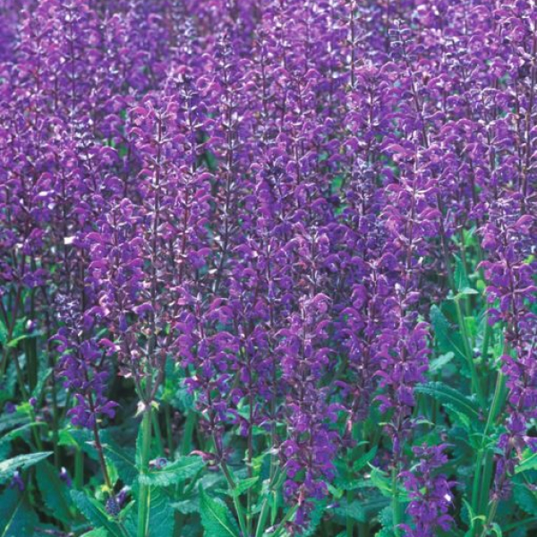 Salvia x sylvestris 'Viola Klose'