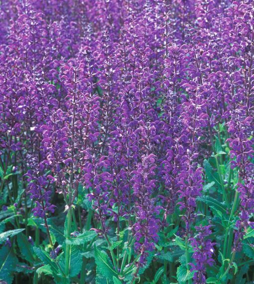 Salvia x sylvestris 'Viola Klose'