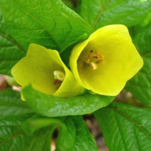 Scopolia carniolica ssp. hladnikiana
