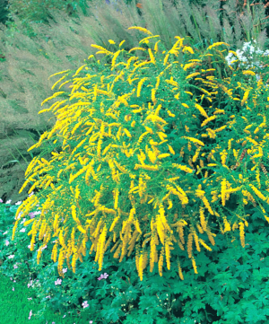 Solidago rugosa 'Fireworks' AGM