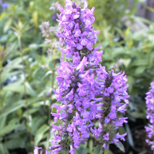 Stachys officinalis 'Hummelo'
