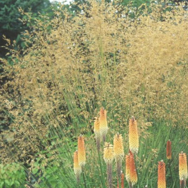 Stipa gigantea AGM