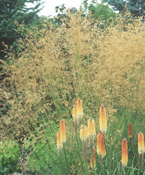 Stipa gigantea AGM