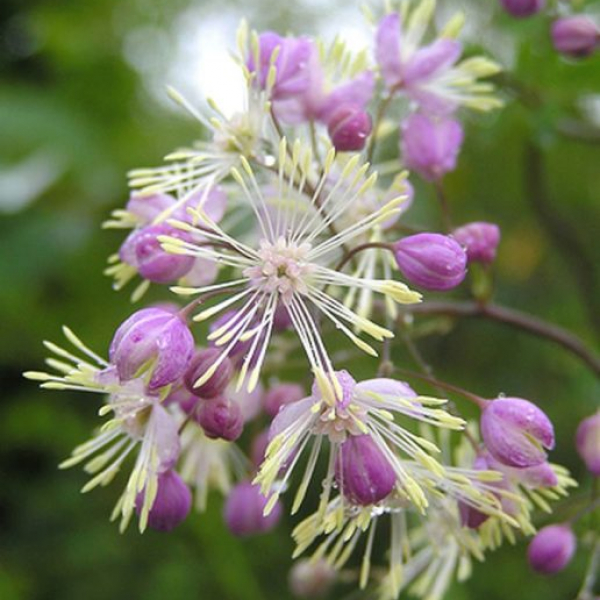 Thalictrum 'Elin'