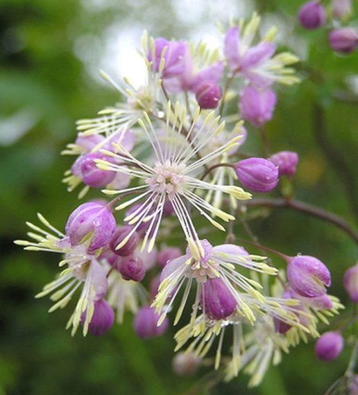 Thalictrum 'Elin'