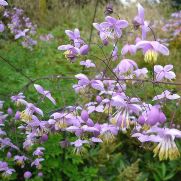 Thalictrum delavayi AGM