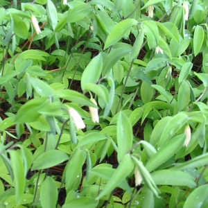 Uvularia sessilifolia