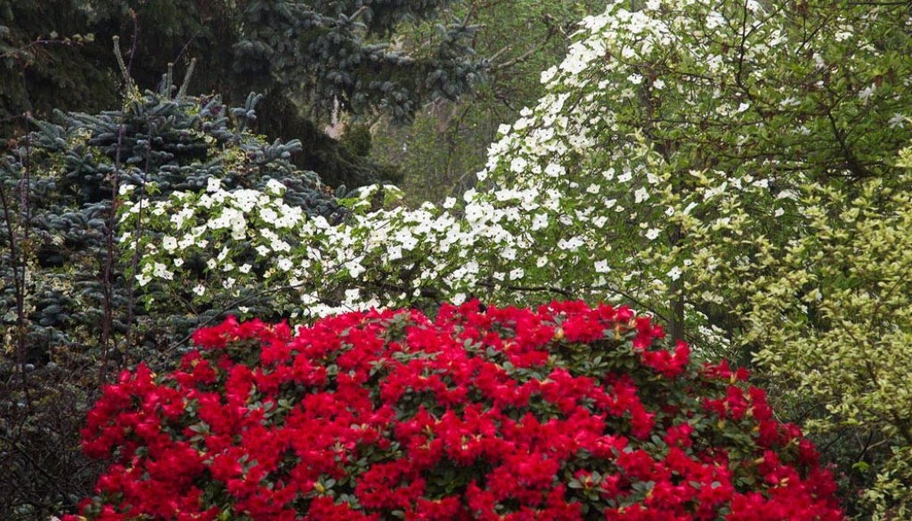 Cornus and Rhododendron