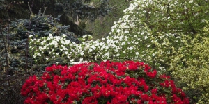 Cornus and Rhododendron