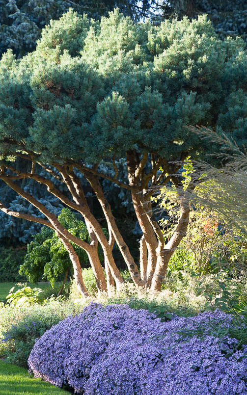 Pinus 'Lodge Hill' and Aster 'Small-ness'