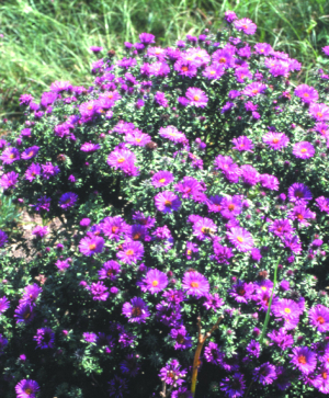 Aster novae-angliae 'Purple Dome'