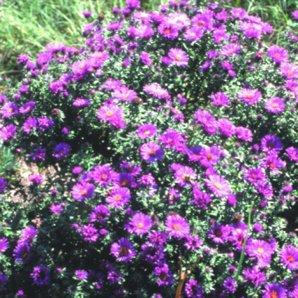 Aster novae-angliae 'Purple Dome'