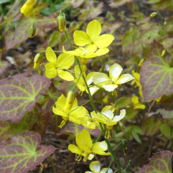 Epimedium x perralchicum 'Frohnleiten'