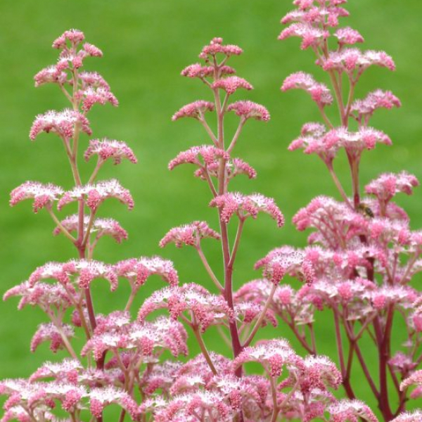 Rodgersia pinnata 'Maurice Mason' AGM