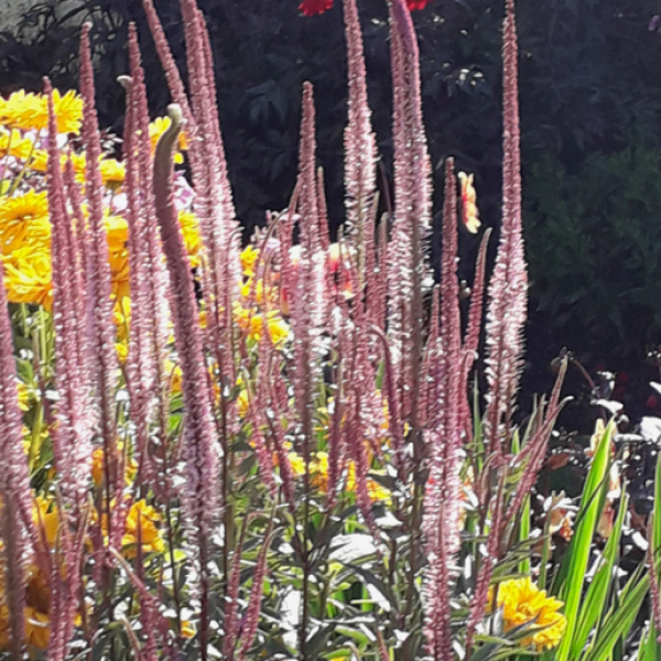 Veronicastrum virginicum 'Erica'