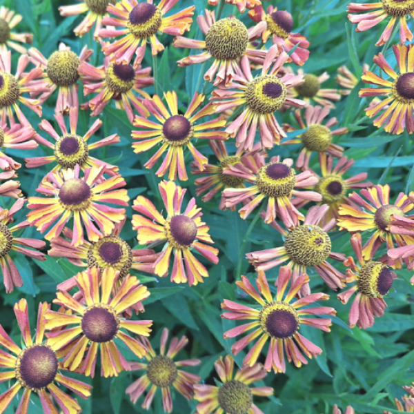 Helenium 'Betty'