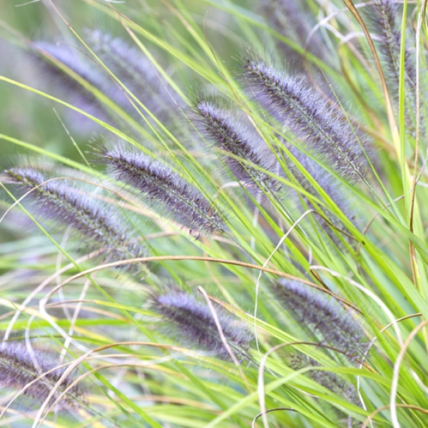 Pennisetum alopecuroides 'Black Beauty', Chinese fountain Grass. October.