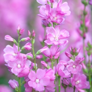 Sidalcea Nimmerdor, Praire Mallow, False Mallow, Greek Mallow. Perennial, July. Plant portrait of magenta pink flowers.