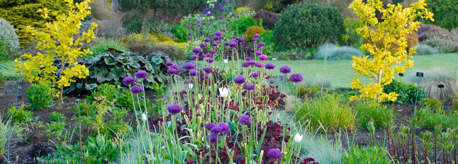 Allium 'Purple Sensation'