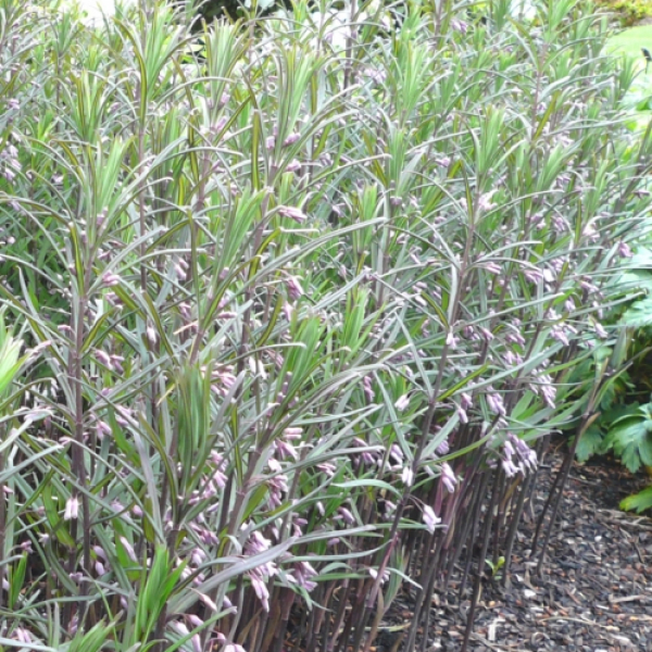 Polygonatum verticillatum 'Roseum'