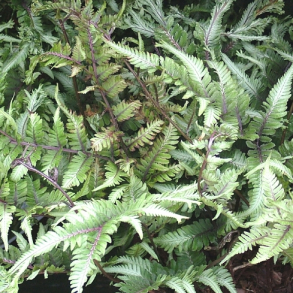 Athyrium niponicum var. p. 'Cristoflabellatum'