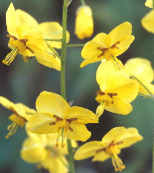 Epimedium x perralchicum AGM