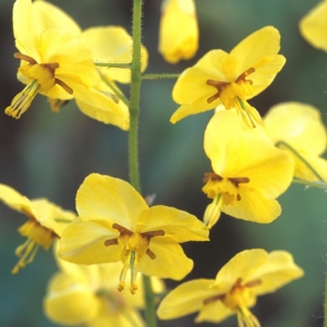 Epimedium x perracchicum, Barronwort, Bishop's Hat. Perennial, April. Close up of bright yellow flowers on thin stems.