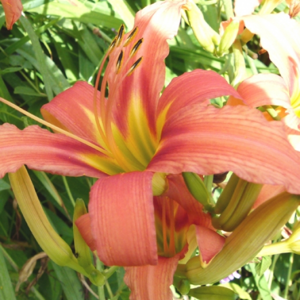 Hemerocallis fulva var. rosea